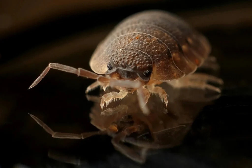 Bed-Bug-Treatment - Passaic Pest Control Pros | Passaic, NJ | 862-829-2988