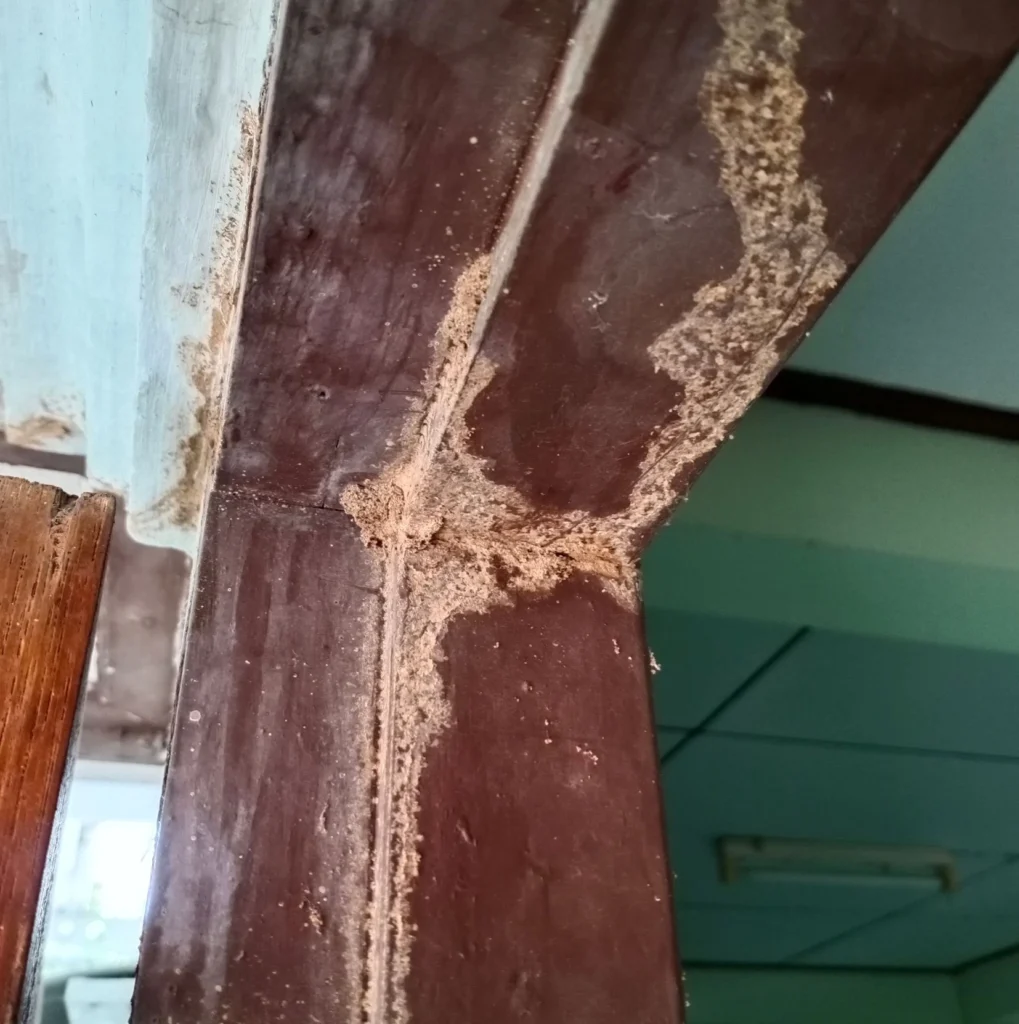 Is Your Home at Risk for Termite Damage